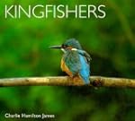 Kingfishers