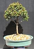 518RT60PPHL. SL160  Brush Cherry Bonsai Tree by Sheryls Shop