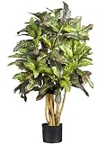 3 &acute; Croton Silk Tree - B001DQF4GA