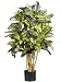 3' Croton Silk Tree