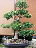 Fukien Tea Bonsai Tree .(ehretia microphylla)