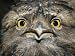 Close View of the Face of a Tawny Frogmouth Bird Photographic Poster Print, 24x18