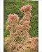 Photographic Prints of Smoke bush in flower from Ardea Wildlife Pets