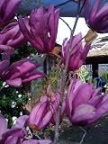Flowering Magnolia "Susan" Five Gallon
