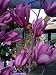 Flowering Magnolia "Susan" Five Gallon