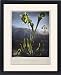 Framed Prints of THORNTON BOG PLANTS. American Bog Plants and Pitcher Plant. Left to right from Granger Art on Demand