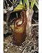 Photographic Prints of Jlmo-830 Pitcher Plant - Mossy a Flower from Ardea Wildlife Pets
