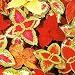 Thompson & Morgan Coleus seeds: Prize Strain Improved Mixed