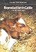 Reproduction in Cattle