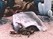 Pet-Tech Products Small Habi-Scape Boulder Cave Pet-Tech Products Small Habi-Scape Boulder Cave