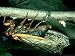 17 Year Cicada, Female Laying Eggs Just Under Maple Bark, USA Photographic Poster Pri...