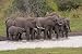 African Elephants - 24