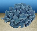 HELIPORA COERULEA 1