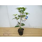 ギンモクセイ 樹高0.3m前後 10.5cmポット 銀木犀 ぎんもくせい 秋に白い花が咲き優しい香りが特徴 苗木 植木 苗 庭木 生け垣