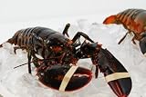Live New England Lobster, 2-3 lb avg , 10 lb case, approximately 3-4 Lobsters