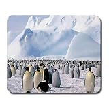 Penquins Large Mousepad mouse pad Great Gift Idea