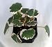 Variegated Strawberry Begonia Plant - 3