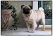   - Dog Breed Doormats by Fiddlers Elbow - Pug