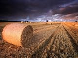 Round Straw Bales and Stormy Morning Sky, Near Bradworthy, Devon, Uk. September 2008 Landscape Premium Poster Print by Ross Hoddinott, 24x32