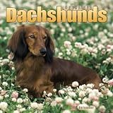 Longhaired Dachshunds 2005 Wall Calendar