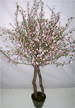 56" Pink Aritficial Cherry Blossom Tree