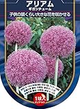 【Autumn Bulb】Allium giganteum アリウム・ギガンチューム (1球×10袋・30％OFF)