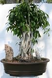 M&M BONSAI FICUS BENJAMIN BANYON STYLE
