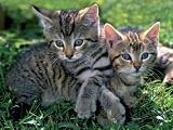 MB - Puzzle - Puzzles 1 000 Pièces N°1 : Tendres Chatons