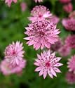 Astrantia major Roma