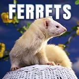 Ferrets 2005 Wall Calendar image
