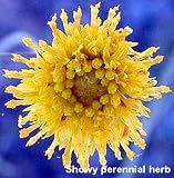 Navajo/Hopi Tea 10 Seeds-Thelesperma - Cota - Herb