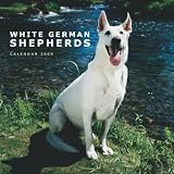 German Shepherds, White 2009 Square Wall Calendar