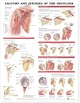 Anatomy and Injuries of the Shoulder...