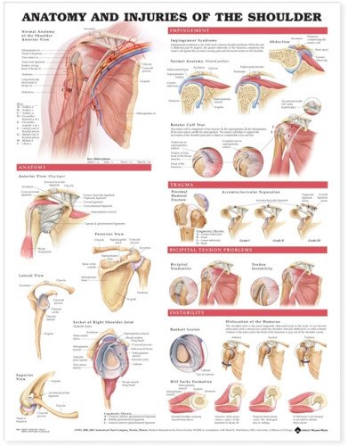 Anatomy and Injuries of the Shoulder Anatomical Chart Anatomy and Injuries of the Shoulder Anatomical Chart