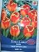 De Ree Xtra Large Bulbs Tulip Banja Luka Size 12+