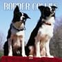 Border Collies 2005 Wall Calendar