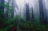 Trail through Foggy Redwood Forest - 72