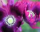 518XLA003YL. SL160  500 Poppy Flower Seeds. Papaver somniferum. Gorgeous Neon Heirloom Poppies. Reviews