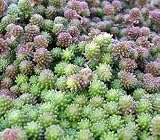 Amazon / Hirts: Perennials; Sun: Acre Sedum Perennial - 4 Plants - Stonecrop