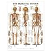 Skeletal System Anatomical Chart Laminated