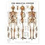 Skeletal System Anatomical Chart Laminated
