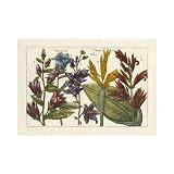 Arena Botanical III Poster Print