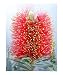 Bottle brush blooming Botanical Photographic Poster Print by Olga Curd, 16x20