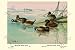 Art Poster, Argentine and Peruvian Ruddy Ducks - 27.5 x 18.75