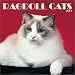 ragdoll20  - Ragdoll Cats 2003