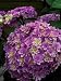 Amerikanische Ball-Hortensie Expression® pinkfarben blühend, 1 Strauch