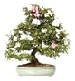 Brussel's Satsuki Azalea Specimen Bonsai