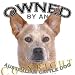 Australian Cattle Dog RED Owned By Adult Sweatshirt