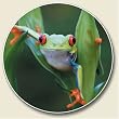 Frog Auto Coaster, Single Coaster for Your Car