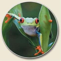 Frog Auto Coaster, Single Coaster for Your Car